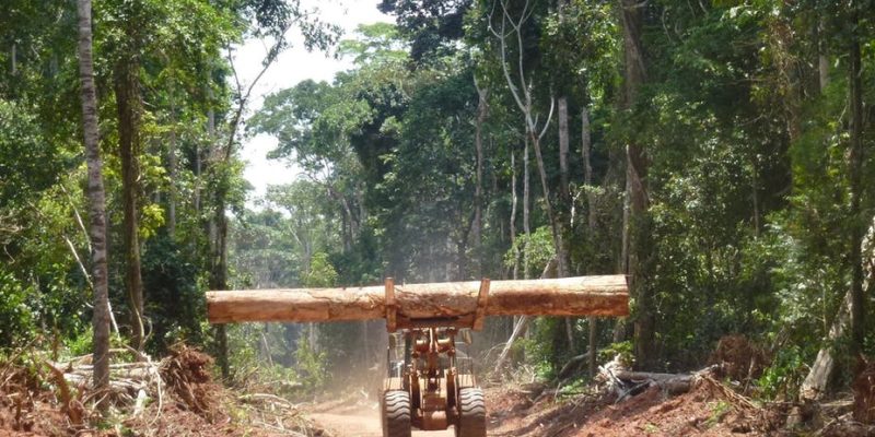 timber in africa congo, uganda natural resources